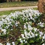 Ornithogalum nutans Habit