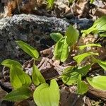 Maianthemum canadense Hoja