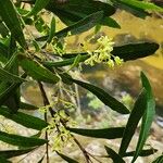 Lomatia myricoides Flower