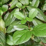 Viburnum suspensum Frunză