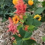 Amaranthus cruentus Flower