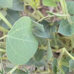 Rhynchosia sublobata पत्ता