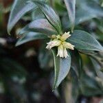 Sarcococca orientalis Květ