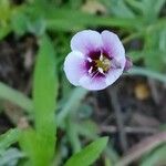 Gilia tricolor Fiore