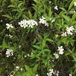 Spiraea thunbergiiFlors