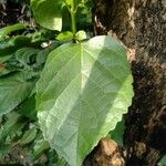 Premna odorata Leaf