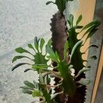 Euphorbia lactea Lapas