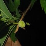 Annona squamosa Плод