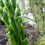 Habenaria praealta Other