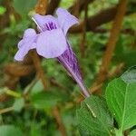 Dyschoriste thunbergiiflora Flower