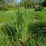 Elymus pungens Blatt