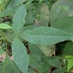 Cleoserrata serrata Yaprak