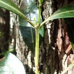 Syzygium multipetalum Кара