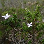 Arcytophyllum nitidum Habitus