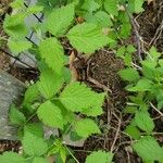 Rubus occidentalis Φύλλο