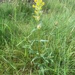 Rhinanthus minor Natur