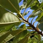 Sideroxylon borbonicum Yaprak