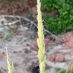 Calamagrostis breviligulata Floro