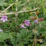 Erodium cicutariumFleur