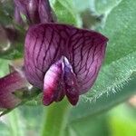 Vicia narbonensis 花
