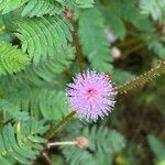 Mimosa pudica Flor
