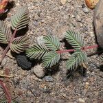 Hoffmannseggia minor Leaf