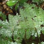 Triplophyllum pilosissimum 葉