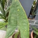 Alocasia zebrina Leaf