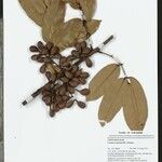 Connarus patrisii Fruit