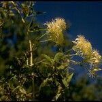Clematis ligusticifolia Fruto