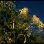 Clematis ligusticifolia Fruit