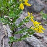 Genista germanica Blad