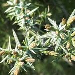 Juniperus oxycedrus Leaf