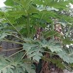 Carica papaya List