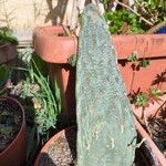 Consolea rubescens Hoja