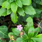 Geranium lucidumBlomst