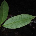 Eugenia coffeifolia Foglia