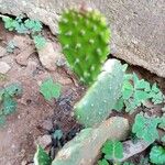 Opuntia dillenii Bark