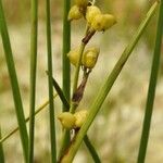 Scheuchzeria palustris Φρούτο