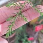 Juniperus procera Blatt