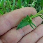 Parentucellia viscosa Leaf