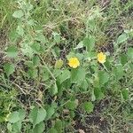 Abutilon mauritianum Habit