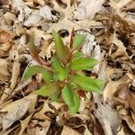 Forsythia suspensa Листок