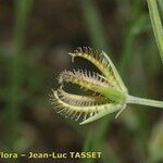 Koelpinia linearis Fruit