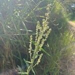 Pterocaulon alopecuroides 花