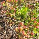 Vaccinium myrsinites Fruit