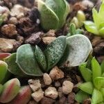 Gasteria pillansii Yaprak