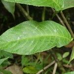 Centropogon costaricae برگ