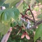 Acer tataricum Ffrwyth