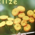 Tanacetum siculum 花